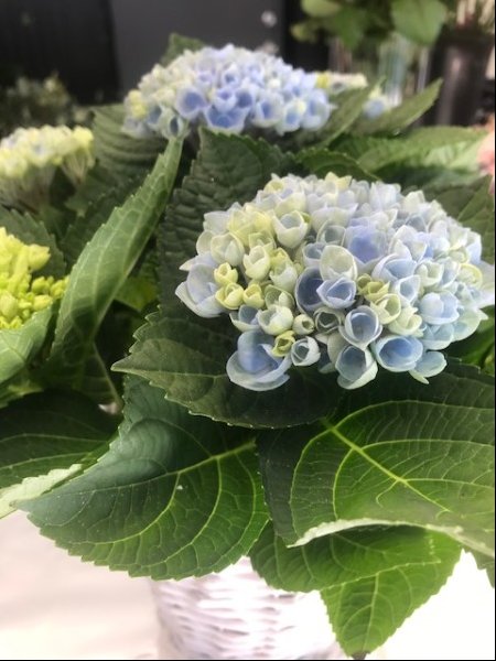 Magic Revolution hortensia 