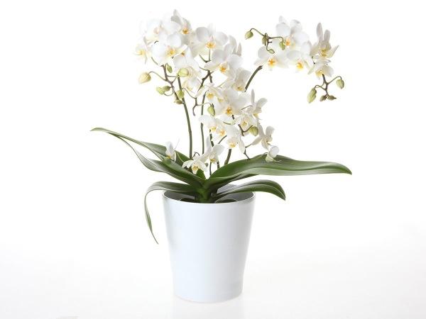 Pienikukkainen Bouquetto -orkidea
